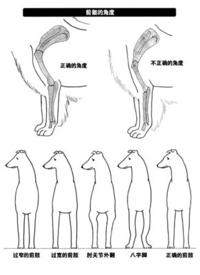 苏牧犬喂养全攻略 从幼犬到成年的科学饲养指南