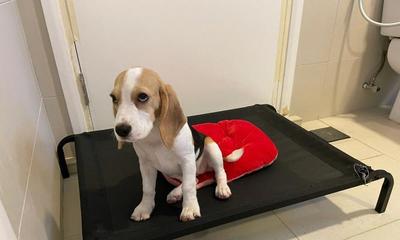 比格犬饲养全攻略 从幼犬到成年犬，一步步教你如何科学养护
