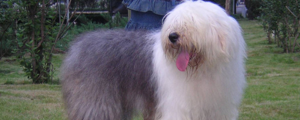 古代牧羊犬饲养全攻略 它真的适合你吗？