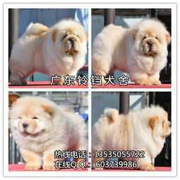 养殖直销纯种松狮犬 健康有保障，养育更安心