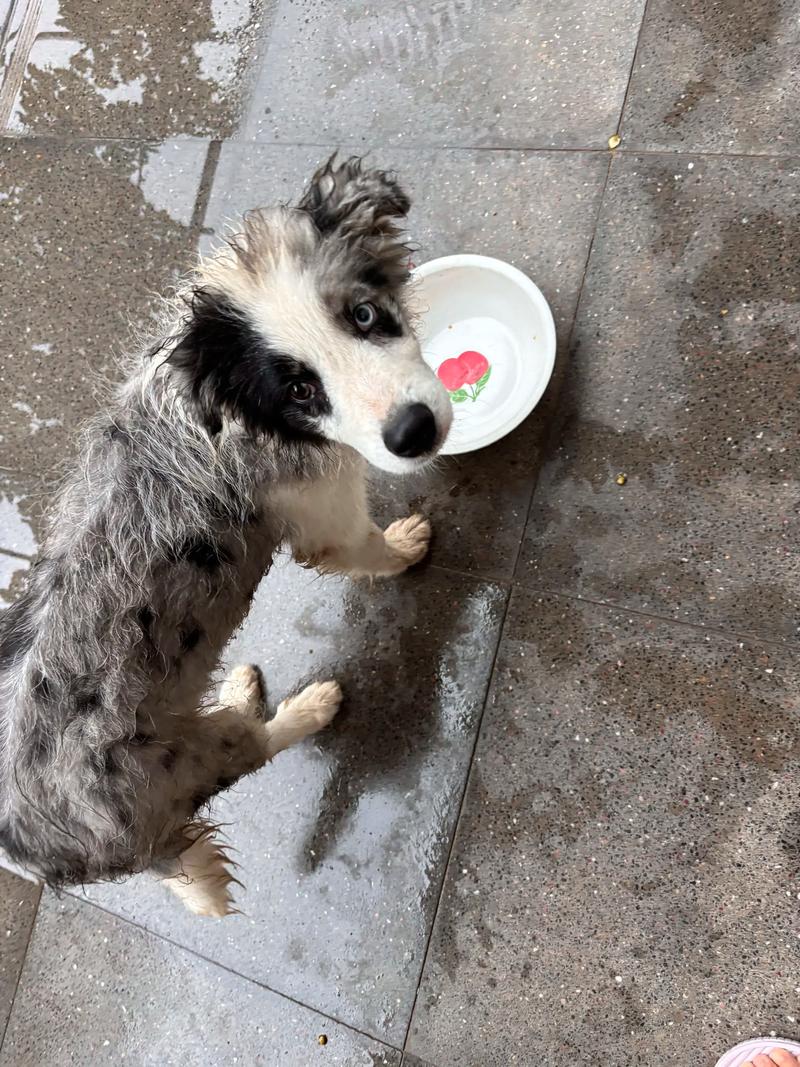 雨后趣事 边境牧羊犬与一场大雨的汪星日常