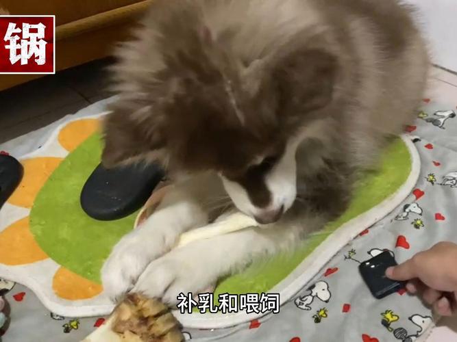 哺乳期仔狗的饲养管理